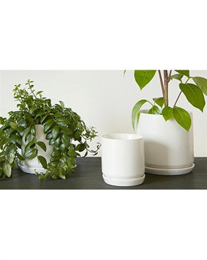 PALM SPRINGS 5" POT W/SAUCER WWH