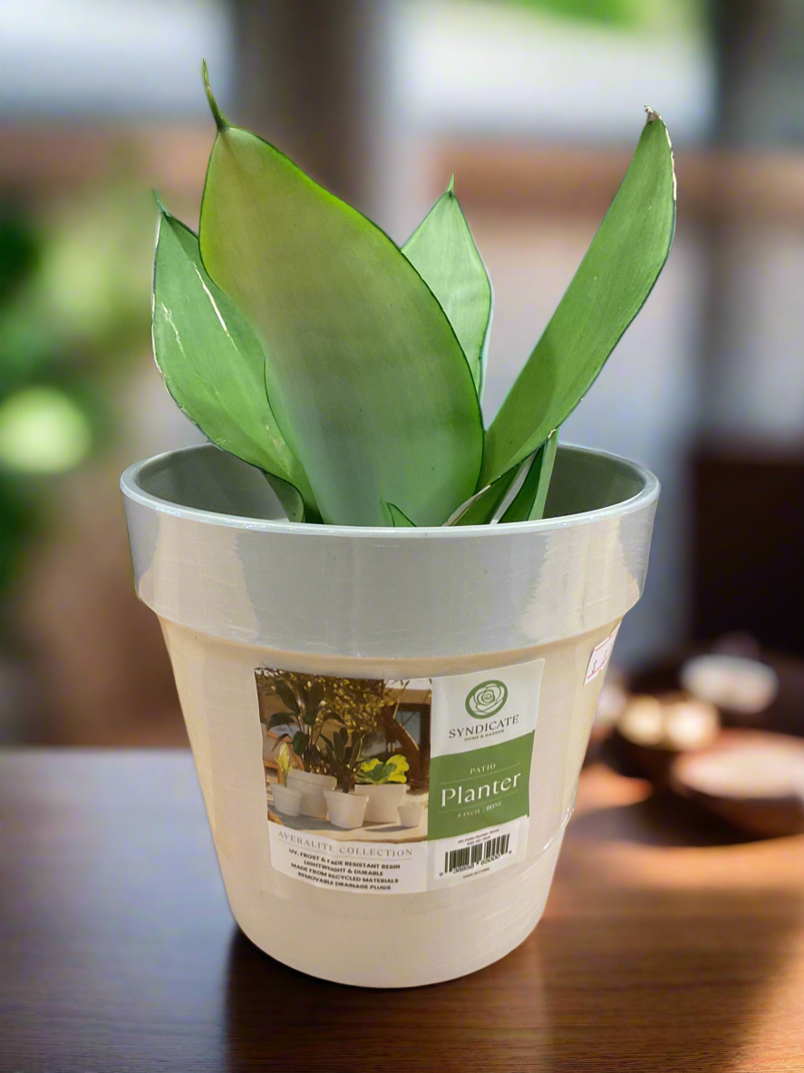 AVERLITE PLANTER 6" BONE