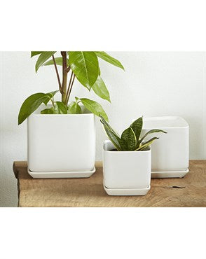 PALM SPRINGS 5.5" CUBE POT MWH
