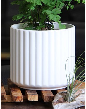 BRUSH COMB POT 6.5" MWH