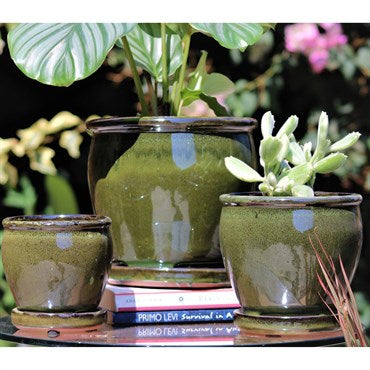 BUTTER CUP 4.5" POT GREEN