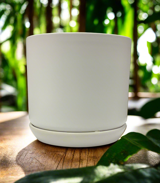 PALM SPRINGS 6" POT W/SAUCER WWH