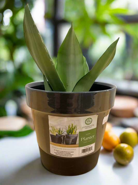 AVERLITE PLANTER 6" OLIVE